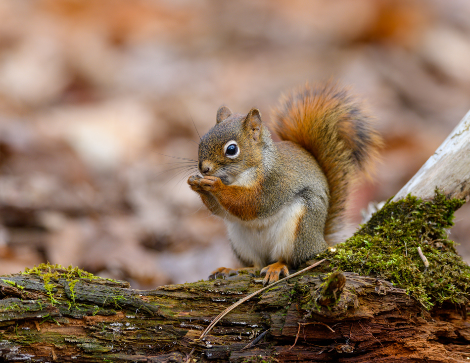 Squirrel eating out in the wild.